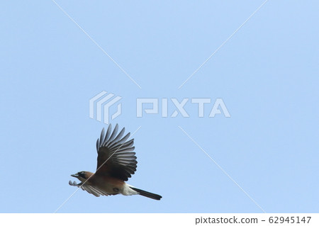 Creatures, birds, jays, fluffy and large parabolas, and fly slowly. Creatures, birds, jays, fluffy and large parabolas, and fly slowly. 62945147