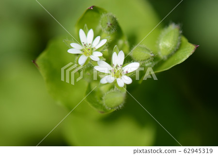 繁縷 62945319