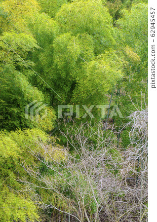 竹林木子（石川縣小松市） 62945457