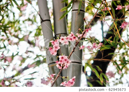 Cheery Blossom Blooming in Baehwa School in Busan, South Korea, Asia. Cheery Blossom Blooming in Baehwa School in Busan, South Korea, Asia. 62945673