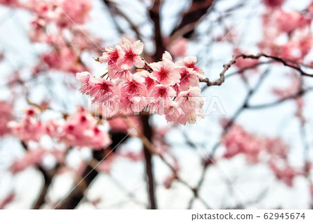 Cheery Blossom Blooming in Baehwa School in Busan, South Korea, Asia. Cheery Blossom Blooming in Baehwa School in Busan, South Korea, Asia. 62945674