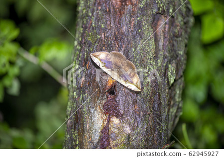 Oyster Tomoe 62945927