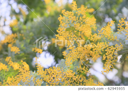 Acacia flowers 62945935