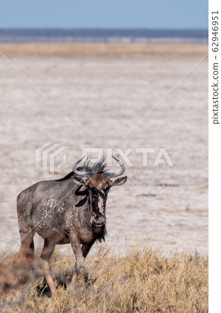 Wildebeest on the plains of Etosha National Park Wildebeest on the plains of Etosha National Park 62946951