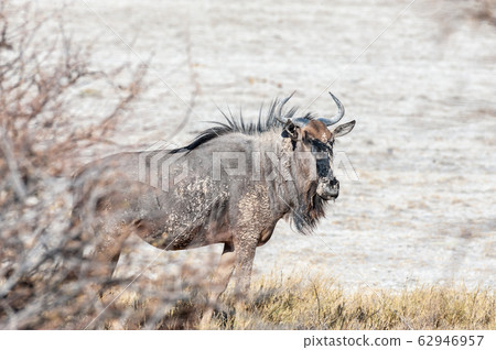 Wildebeest on the plains of Etosha National Park Wildebeest on the plains of Etosha National Park 62946957