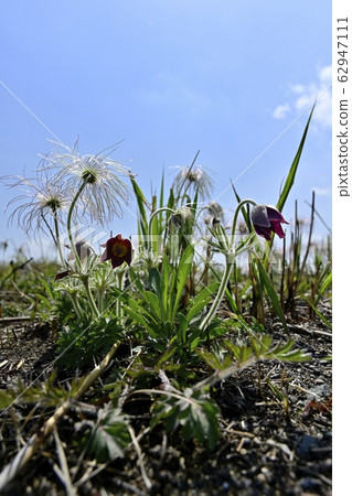 Okusa flower blooming in Kinugawa river 62947111