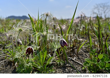 Mt.Haguro on the flowering Okina in Kinugawa River Mt.Haguro on the flowering Okina in Kinugawa River 62947116