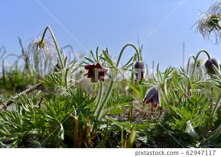 Okusa flower blooming in Kinugawa river Okusa flower blooming in Kinugawa river 62947117