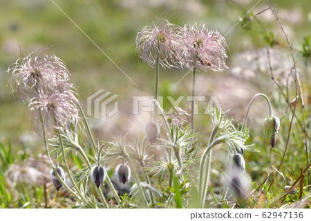 Okusa flower blooming in Kinugawa river Okusa flower blooming in Kinugawa river 62947136