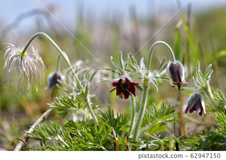 Okusa flower blooming in Kinugawa river 62947150