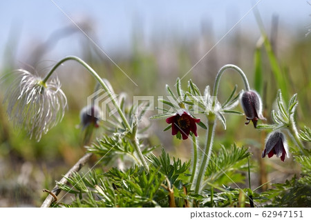 Okusa flower blooming in Kinugawa river 62947151