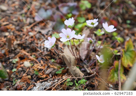 Flower of Famous Plants Flower of Famous Plants 62947183