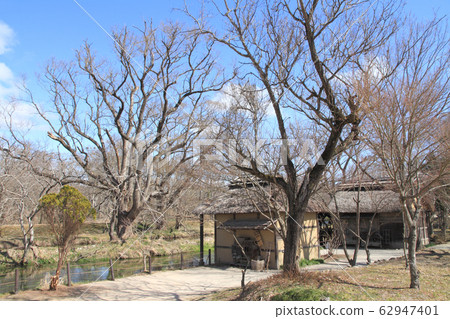 Azumino early spring grant 62947401