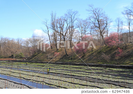 Azumino Early Spring Daio Wasabi Farm 62947486