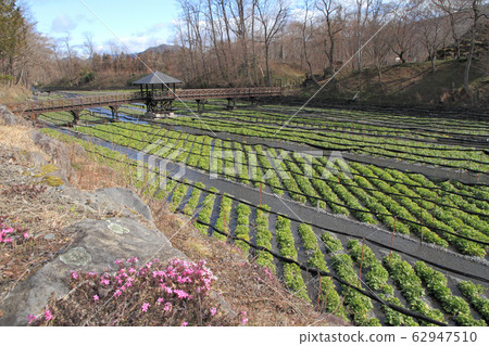 Azumino Early Spring Daio Wasabi Farm 62947510