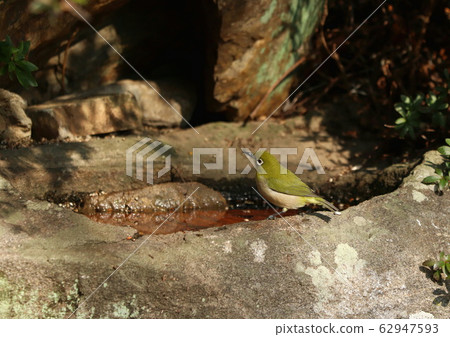 White-eye came to a water bowl to drink water 62947593