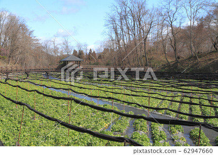 安zu野早春大山芥末農場 安zu野早春大山芥末農場 62947660