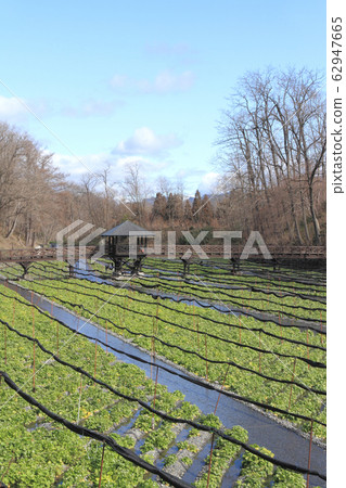 安zu野早春大山芥末農場 62947665