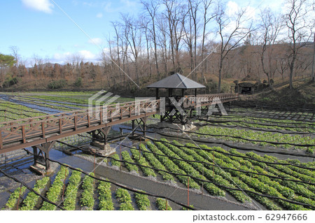 安zu野早春大山芥末農場 62947666