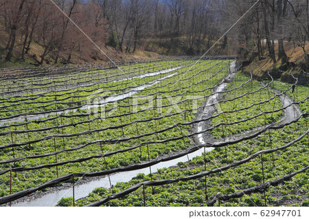 Azumino Early Spring Daio Wasabi Farm Azumino Early Spring Daio Wasabi Farm 62947701