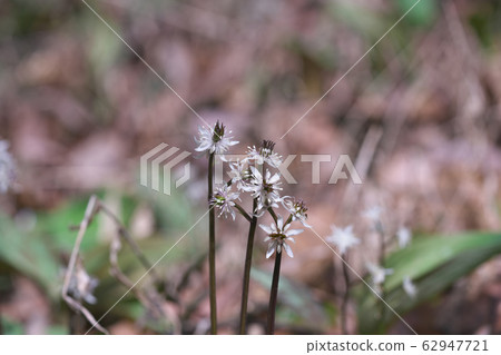 Seribauren 62947721