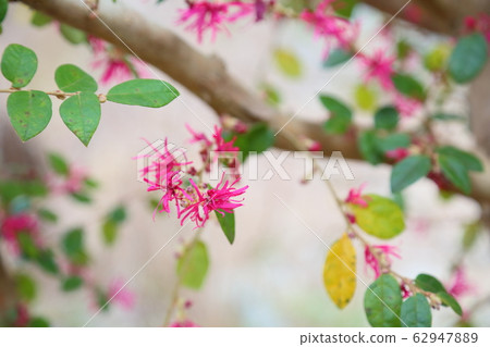 Akabanatokiwamansaku花 Akabanatokiwamansaku花 62947889