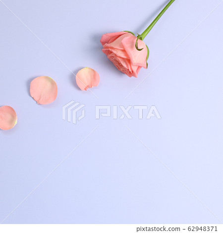 Pink rose and petal on pastel purple background. Floral composition, flat lay, top view, copy space 62948371