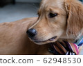 Golden retriever  62948530