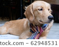 Golden retriever  62948531
