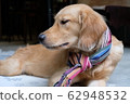 Golden retriever  62948532