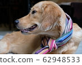 Golden retriever  62948533