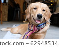Golden retriever  62948534