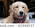Golden retriever  62948537