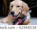 Golden retriever  62948538