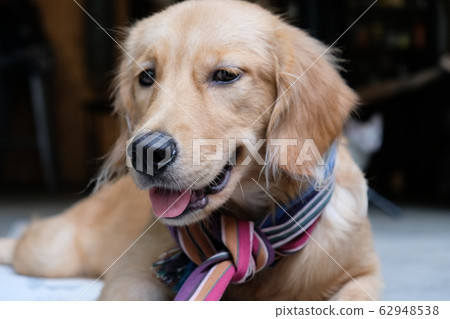 Golden retriever Golden retriever 62948538