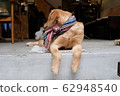 Golden retriever  62948540