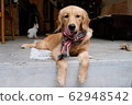 Golden retriever  62948542