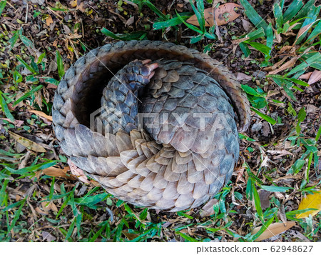 Pangolin lies rolled into ball on hand. Pentadactyla, manis. 62948627
