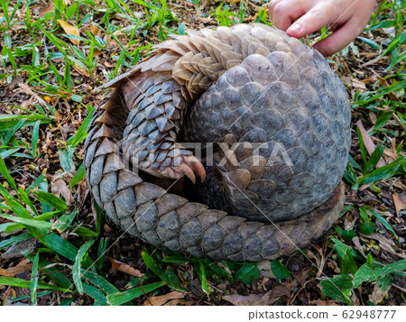 Pangolin lies rolled into ball on grass. Pentadactyla, manis. 62948777