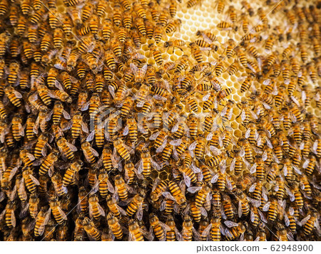 Group of bees Working on honeycombs in beehives in an apiary Group of bees Working on honeycombs in beehives in an apiary 62948900