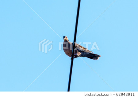 斑鳩 斑鳩 62948911
