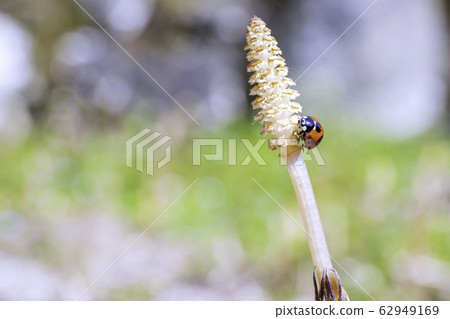 Tsukushi that makes you feel spring 62949169