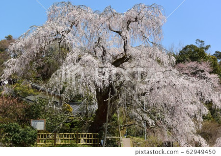 Weeping cherry tree 62949450