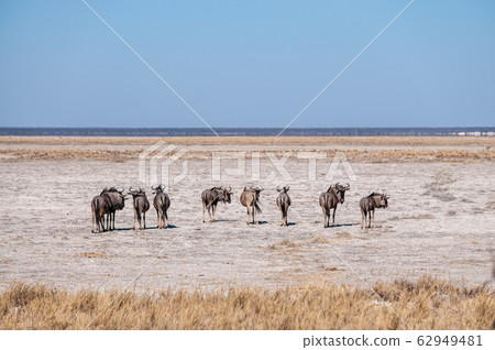Wildebeest on the plains of Etosha National Park Wildebeest on the plains of Etosha National Park 62949481