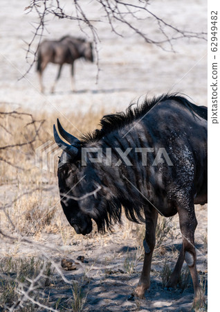 Wildebeest on the plains of Etosha National Park Wildebeest on the plains of Etosha National Park 62949482