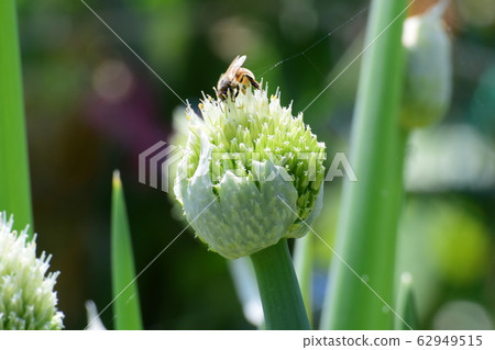 蜂蜜蜂和蔥 蜂蜜蜂和蔥 62949515