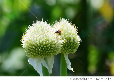 蜂蜜蜂和蔥 62949516