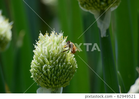 蜂蜜蜂和蔥 蜂蜜蜂和蔥 62949521