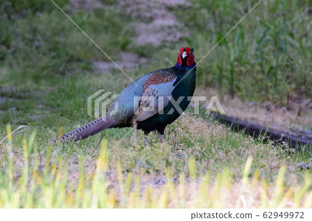 Pheasant male Pheasant male 62949972