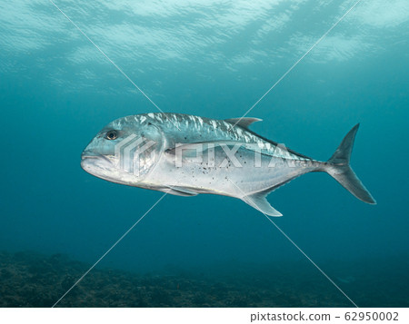 Rowiniaji Rowiniaji 62950002